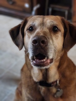 Dog #2