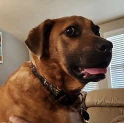 Dog #2