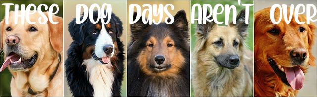 These Dog Days Aren't Over